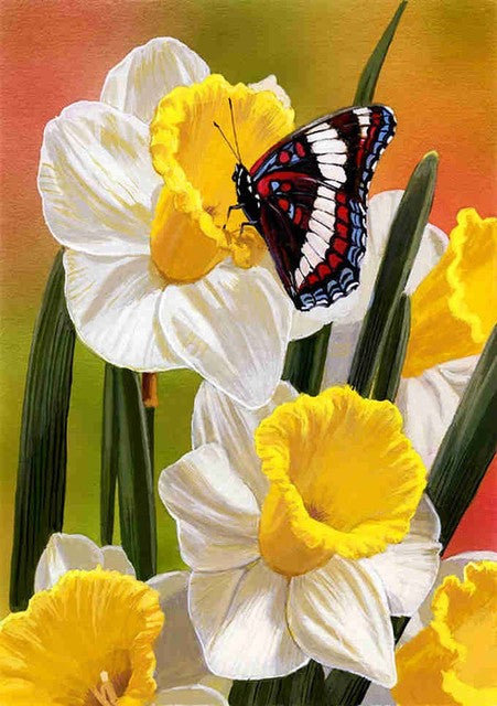 Narcissus - Fjäril